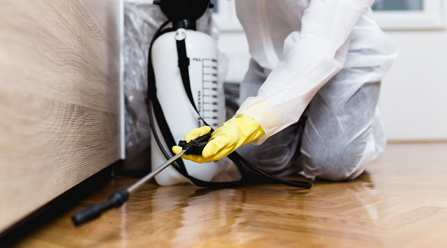 Pest control Brisbane